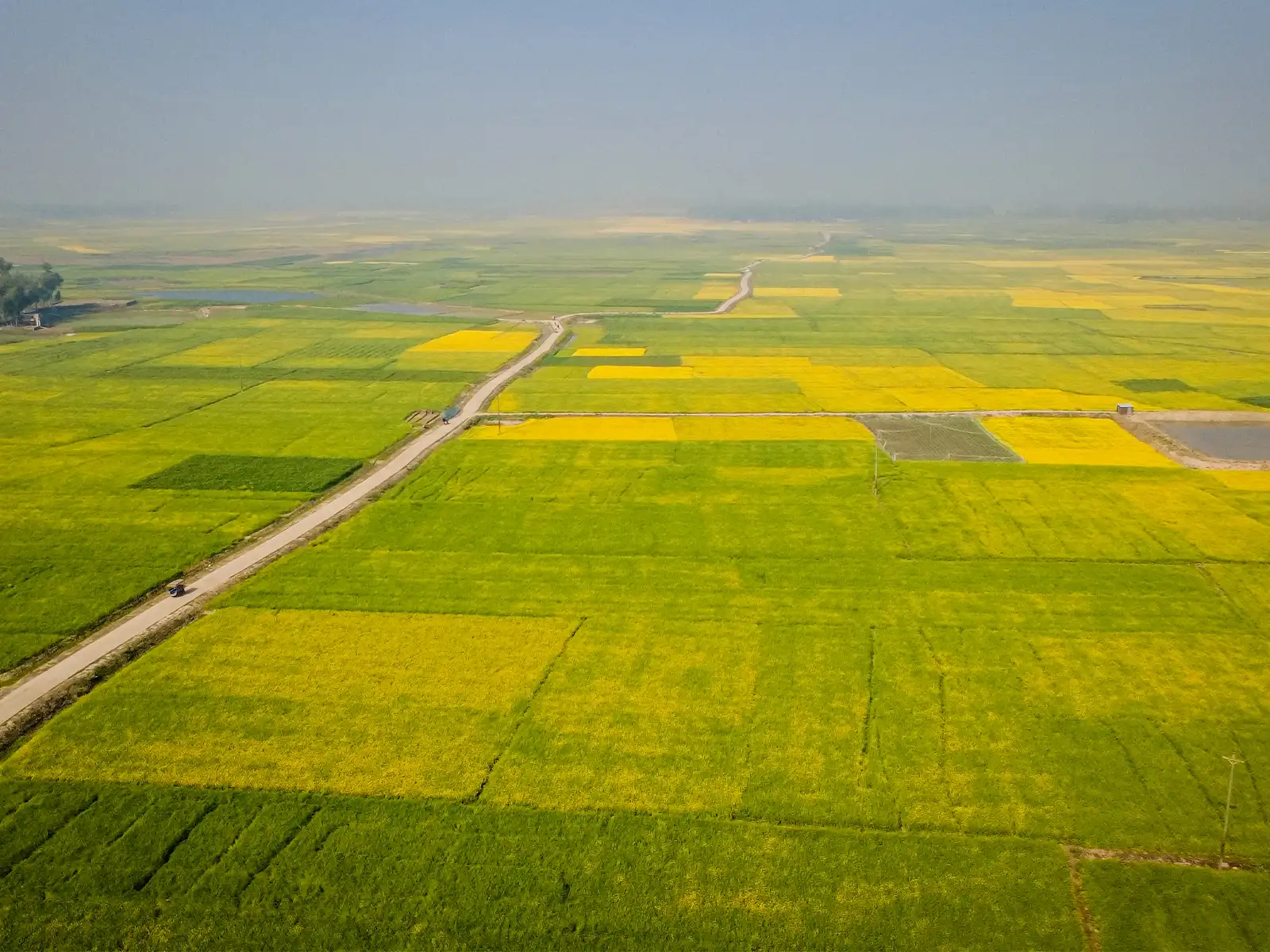 Golden Mustard Fields